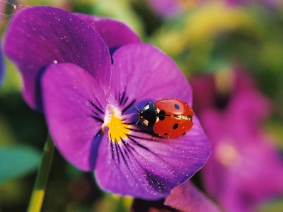 Ik ben een tijdje bezig geweest om dit Lieveheersbeestje op de foto te krijgen. Hij was niet echt van plan om stil te blijven zitten, maar ja, dat is de natuur en dus de uitdaging ook!