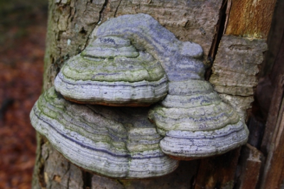 in het bos waar een boom helemaal vol met deze zwam stond en een clos-up van gemaakt