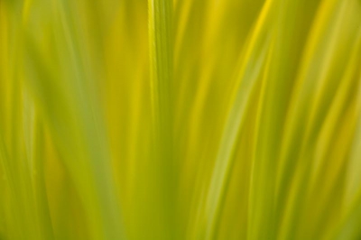 vandaag naar kootwijkerzand geweest, voor landschappen te fotograferen, maar door het weer was daar niet zo veel aan. dus maar bezig geweest met de macro.
deze kleine dennenboompjes stonden daar veel, en de naalden waren aan het verkleuren van groen naar geel, en dat sprak mij wel aan. hier bij dus alleen de naalden, en ddan geprobeerd om vooral alle lijnen en kleuren te laten zien.