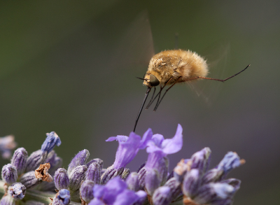 Genomen in Juni in de Provence maar geen idee hoe deze zweefvlieg heet.