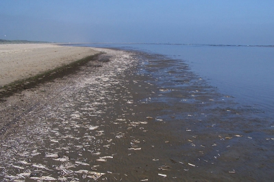 <i class='fa fa-user'></i>&nbsp;Marcel van der Tol&nbsp;| Zwaardschede sp.&nbsp; <i class='fa fa-eye'>&nbsp;318</i> &nbsp; <i class='fa fa-comment-o'>&nbsp;1</i>