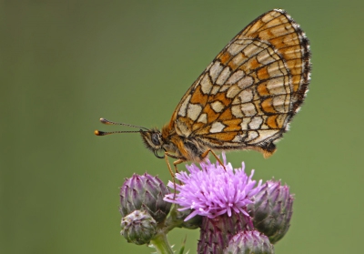 Het is al weer een half jaartje geleden dat ik deze mooie vlinder kon fotograferen,hier is de onderkant van de vleugel goed te zien die ook best mooi is.

Groeten Geert.