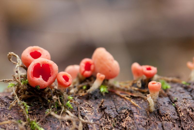Diep verscholen in het bos trof ik op een viertal plaatsen de Rode Kelkzwam.Foto gemaakt met statief in de laagste stand en draadontspanner.
