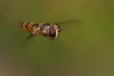 In mijn tuin waren van de zomer veel zweefvliegen aanwezig. Ik heb geprobeerd  om een zweefvlieg in de lucht op de foto te krijgen. Het is mij redelijk gelukt lijkt mij.