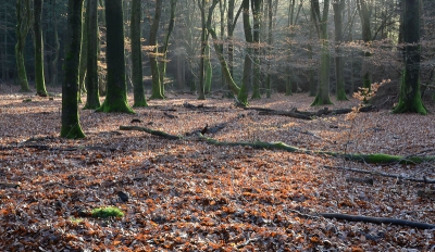 Een half bewolkte dag. In de middag de fiets in de auto en op naar het bos. Even gewacht tot de zon door de wolken kwam.