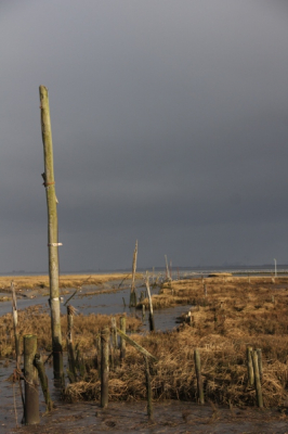 Tijdens een rondrit in Zeeland even gestopt bij de Schor Tweede Bathpolder. Boven Bergen op Zoom hing een zware regenwolk, het was laag water en achter ons scheen het zonnetje. Door de zon werden de grassen en palen extra verligt wat zorgde voor een dramatische effect. Weet niet of het helemaal gelukt is om het over te brengen op de foto maar hopelijk vinden jullie het wat!