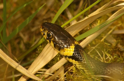 Ik was eigenlijk op zoek naar de eerste libellen. Toen ik in het gras aan de kant van een sloot ging zitten zat deze ringslang op iets meer dan een meter van me af. De precieze datum weet ik niet meer.