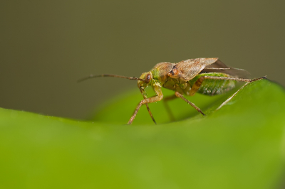 Op een blad liep deze wants. Het lijkt mij een Lygus gemellatus. Van dichtbij op de foto gezet.