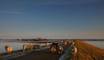 In het laatste zonlicht lopen deze schapen op de Inlaagdijk van natuurgebied Tureluur.