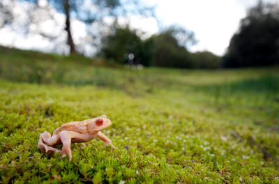 Deze albino pad kwam ik afgelopen zomer tegen. Met deze foto wilde ik vooral het dier in z'n omgeving (de oever van een poel) weergeven.