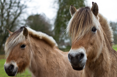 Deze foto is gemaakt met een Canon 7D met 50mm 1.8 canon lens op ongeveer 3m afstand.