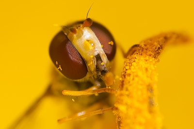 Afgelopen zomer had ik veel zweefvliegen in de tuin. Vliegend heb ik ze op de foto proberen te krijgen en van heel dichtbij heb ik het geprobeerd. Zie het voorbeeld. Afgelopen jaar heb ik veel geoefend met macro's, dit jaar hoop ik dit ook weer te kunnen doen.