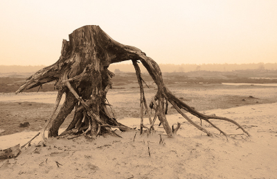 Vanochtend een mooie dramatische setting op een zandbult ergens op het Kootwijkerzand. De bomen op deze bult zijn afgezaagd om zo de verstuiving van het zand weer op gang te krijgen.