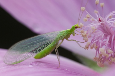 Na een regenbui kwam deze groene gaasvlieg op een roze bloem zitten.

http://www.van-beilen.nl