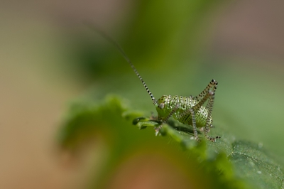 In mijn tuin zitten een aantal sprinkhanen. Deze hebben dit jaar ook weer jonkies gekregen. Zie hier het resultaat. Zelf vind ik het wel een leuk plaatje.

http://www.van-beilen.nl