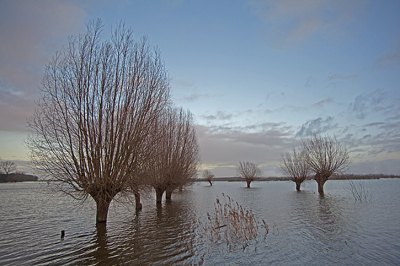 ook in Wapenveld staat het water hoog in de uiterwaarden te zien aan de knotwilgen