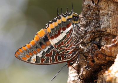 nadat ik deze vlinder ontdekt had en omdat hij hoog in de bomen ging zitten, heb ik 's avonds een coctail gemaakt van honing appelmoes en madeira wijn .
Dus de volgende dag heb ik deze coctail op een paar
boomstammen uitgesmeerd met deze foto tot gevolg.
Op bepaalde momenten waren er 5 vlinders aanwezig
die onderling ruzieden en elkaar verjaagden.
Er werden zelf hoornaars verjaagd.