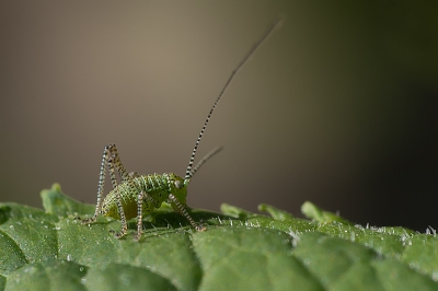 Nog een opname van een jonge struiksprinkhaan in mijn tuin. Deze vond ik ook wel geslaagd.

http://www.van-beilen.nl