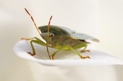 JAKKI WAT IS DAT!!! 
Riep n van onze kinderen toen we aan tafel zaten. 
iedereen vloog over eind en pa zei O, dat is een wants.
daarna rustig verder gegeten en de wants op een orchidee gezet in de zon en daar deze foto gemaakt.
omdat hij erg sloom was kon ik een hele serie maken.