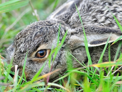 Tijdens een wandeling op wieringen kwam ik deze jonge haas tegen. De haas vertrouwde volledig op z,n camouflage want ik mocht lekker dichtbij komen.