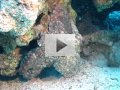 <i class='fa fa-user'></i> Vincent Rijnbende | Grote Blauwe Octopus  <i class='fa fa-eye'> 238</i>   <i class='fa fa-comment-o'> 3</i>