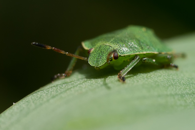 Het zijn prachtige insecten om te fotograferen. Deze wants zat op een blad. Vanuit de hand genomen.

http://www.van-beilen.nl