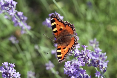 Vanaf vandaag zijn ze weer in de tuin. Toch wel een vertrouwd zomerzicht.