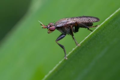 Deze slakkendoder zat rustig op een bladstengel in de tuin. Van dichtbij kunnen fotograferen.