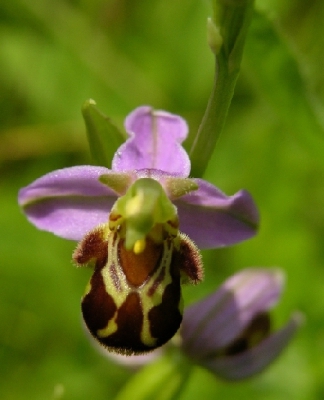 Deze is een stuk scherper dan die andere, maar het is wel lastig om de hele bloem scherp te krijgen, zeg! Ook een ander perspectief... Verder staat hij wat krapper op de foto dan oorspronkelijk gepland, omdat ik (domdomdom) een stuk cameratas erbij op de foto had gezet. Dat heb ik weggecropt. Uiteindelijk vind ik hem zo ook mooi