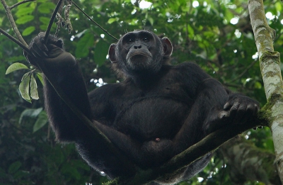 Wat zijn het toch toffie beesten, die Chimpansees !! Leuke lawaai makers