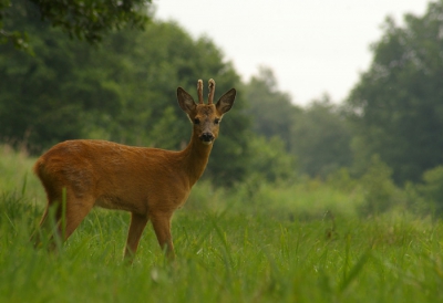 Vandaag om half 6 uit bed gestapt om de natuur zien wakker worden. Later in de ochtend deze ree geplaat wat nog niet mee viel. Over de grond tijgerend kon ik steeds dichterbij komen. Ondertussen aangevallen door muggen en mieren. lag ik op mijn telefoon ( ja die had ik mee) waardoor hij uit ging. Dat maakt natuurlijk geluid. Het ree hoorde niks. Even later lag ik weer op mijn mobiel, toen ging hij weer aan. Weer geluid. Na al dat geklungel had ik toch een mooie serie gemaakt. Blij kwam ik bij de auto terug. Hey, waar zijn mijn sleutels. Door al dat getijger waren ze mijn zak uit gevallen. Heb ze uiteindelijk weer terug gevonden. Kost het jullie ook zoveel moeite?  ;)

1/125  F11 op 300mm Iso 200

Toch weer aan de donkere kant