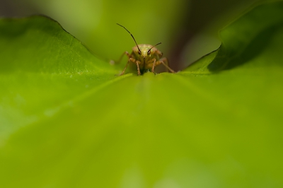 Deze wants zat in de tuin. Hij was niet heel actief en ik kon hem mooi op de foto krijgen. Persoonlijk vond ik dit wel een mooi plaatje.

http://www.van-beilen.nl