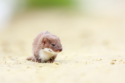 Het beste moment voor mij dit jaar (en foto) vond ik toch wel toen ik deze Wezel (die net eens zo schuw bleek te zijn na enige tijd fotograferen) op een strandje tegen kwam. Helaas was het licht nogal slecht, maar ik heb er toch een leuke serie aan over gehouden. Hier rustte het Wezeltje even uit na een uitgebreide zwempartij.