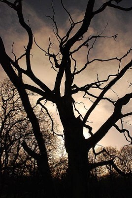 Tijdens het oefenen met tegenlicht van deze dode boom, viel na de opname speciaal de wolkenpartij mee.