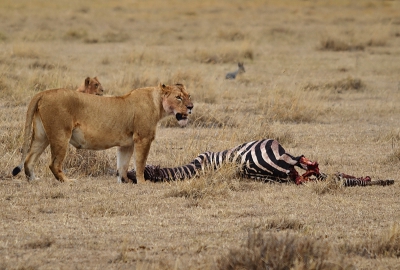 als de prooi nog niet volledig verorberd is, is het taak om de buit tegen alle 'avonturiers' te beschermen...hyena's, gieren en jakhalzen proberen de slome leeuwen te verschalken...