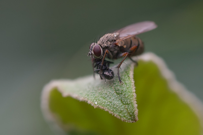 Deze echte vlieg had een andere vlieg te pakken. Snel met mijn camera erbij om er een opname van te maken. Hij zat in de tuin.