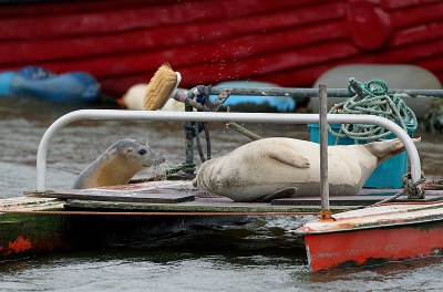 Twee Gewone Zeehonden zorgden voor heel wat lol in de rommelige havenbuurt
Een afspraak op een aftandse catamaran is ook niet alledaags
Niemand merkte hen op, iedereen spoedde zich ergens heen... rare wereld!