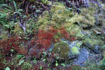 Een beeld hoe de mossen en varen groeien in de vallei op een iets meer open plek waar het licht beter door kwam. Alhoewel, 1/30 sec en F 2,8 bij ISO 200 op "klaarlichte" dag.