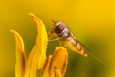 Afgelopen zomer had ik veel pyjamazweefvliegen in de tuin. Ik heb dan ook veel macro's hiervan kunnen maken.