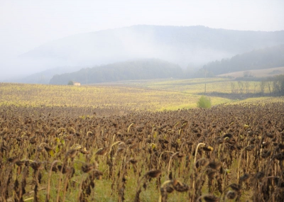 Prachtig landschap dat ik hier al weken aantrof maar gewacht tot deze vroege ochtend om het bij lichte mist vast te leggen. Het beeld wordt hierdoor wat waziger en interessanter.