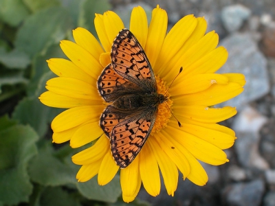 <i class='fa fa-user'></i>&nbsp;Edwin van Spronsen&nbsp;| Herdersparelmoervlinder&nbsp; <i class='fa fa-eye'>&nbsp;287</i> &nbsp;<i class='fa fa-thumbs-up'>&nbsp;2</i> &nbsp; <i class='fa fa-comment-o'>&nbsp;1</i>