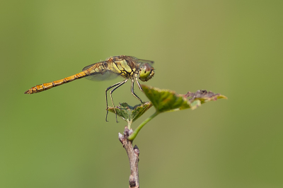 In een tuin zat deze steenrode heidelibel. Ik heb hem mooi vrij kunnen fotograferen. Rustige groene achtergrond past wel bij het geheel vind ik.