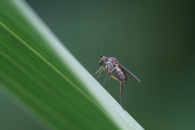 Deze deze metalic kleurige vlieg zat op een blad.  Snel het fototoestel gepakt om deze vlieg op de foto te zetten. Het blijkt om een slankpootvlieg te gaan.