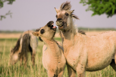 Spelende konikpaarden in de Oostvaardersplassen.