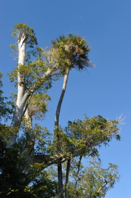 Erg veel zon midden op de middag hier in Vero aan de oost kust van Florida. Deze kale witte boomstammen die weer uit beginnen te lopen vormt een fraai contrast tegen de strak blauwe lucht. Ook slingert er nog een ranke palmboom tussen door.