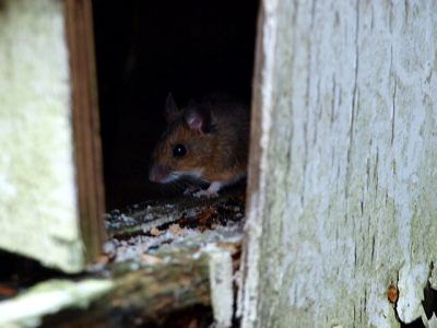 Ik ging naar buiten om een roodborstje te fotograferen die ik op birdpix wou zetten. Maar inplaats van een roodborstje kwam er een muis! Toen heb ik maar een paar foto's van de muis gemaakt.
