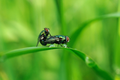 Op 4 augustus 's ochtends vroeg, toen ik op mijn knie�n langs het fietspad in bhet gras zat om dauwdruppels te fotograferen,  kwam ik deze twee tegen. Ik heb de foto als titel meegegeven: 'The essence of life: reproduce'.