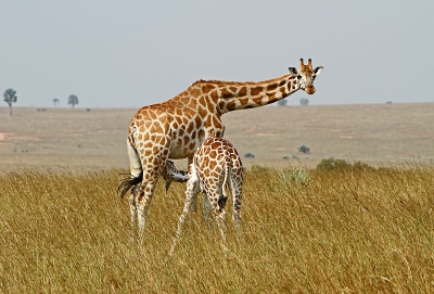 Het was mooi om te zien hoe het kalf stond te drinken. Bleven ook heel relaxt staan, en na een tijdje liepen ze statig weg. Best imposante dieren !