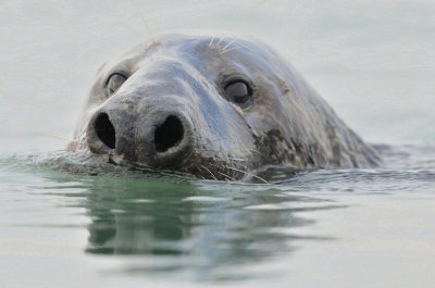 Vandaag even in Zeeland geweest voor de zeehonden te bekijken wat een mooi resultaat opleverden, de 4 zeehonden die er zaten zwommen zo dicht bij dat je ze hoorde ademen, echt heel bijzonder om dit van nabij te mogen aanschouwen.