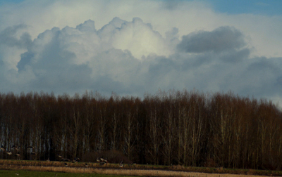 was Ganzen aan het fotograferen en draaide me om en zag deze wolken zo mooi getekend bovende boompartij uitkomen